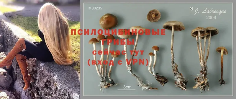 Псилоцибиновые грибы Cubensis  Далматово 